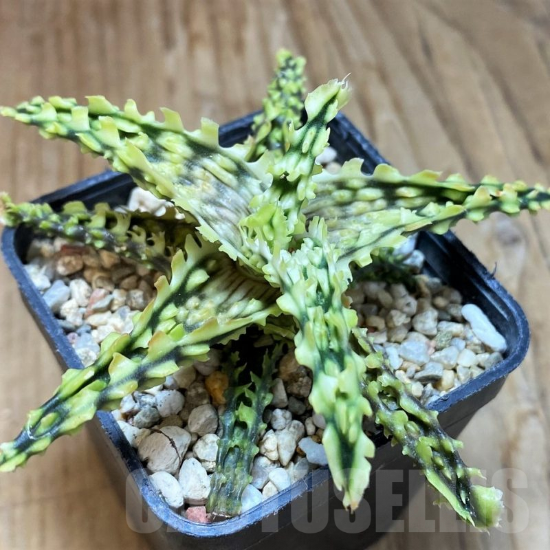 SH9002 Aloe TCT hybrid