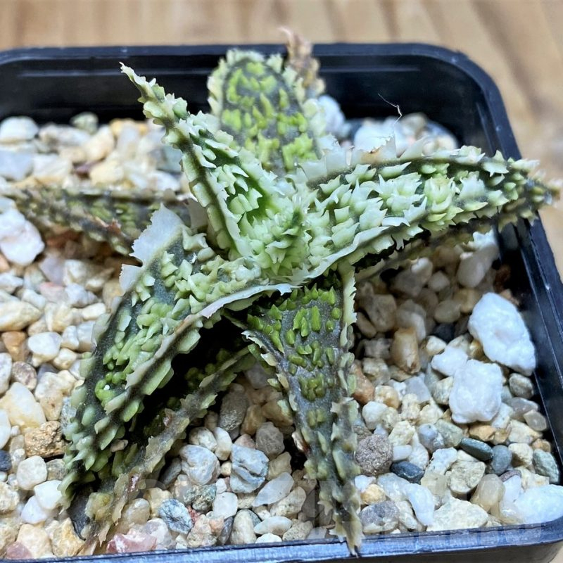 SH9004 Aloe TCT hybrid