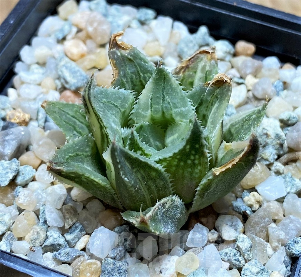 SH8955 Haworthia wimii hybrid f. variegata - Obrázek 3