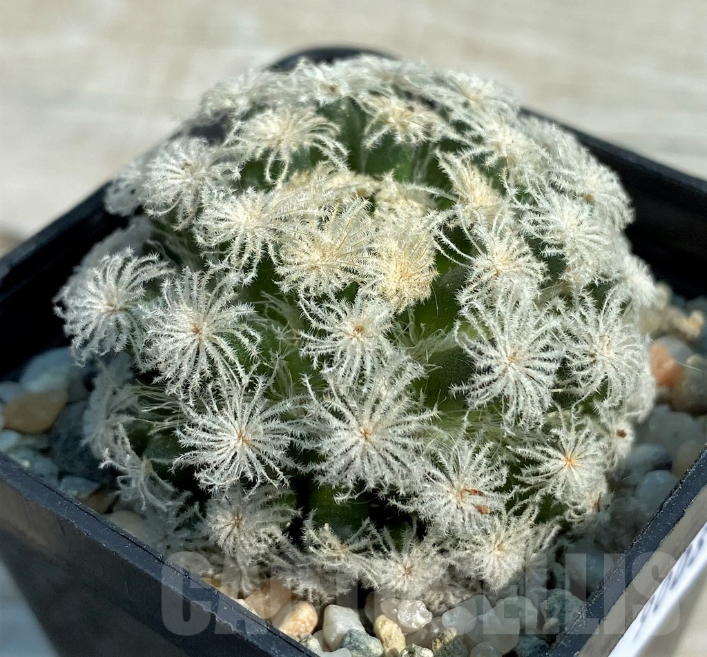 SH9008 Mammillaria plumosa ‘Snow’