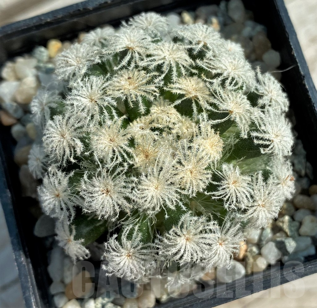 SH9008 Mammillaria plumosa ‘Snow’ - immagine 2