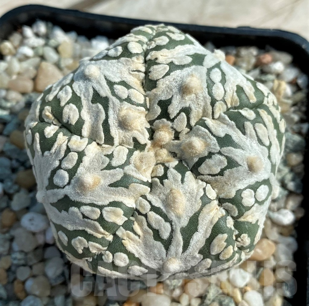 SH9009 Astrophytum asterias ‘Super Kabuto’ V-type, 5-ribs