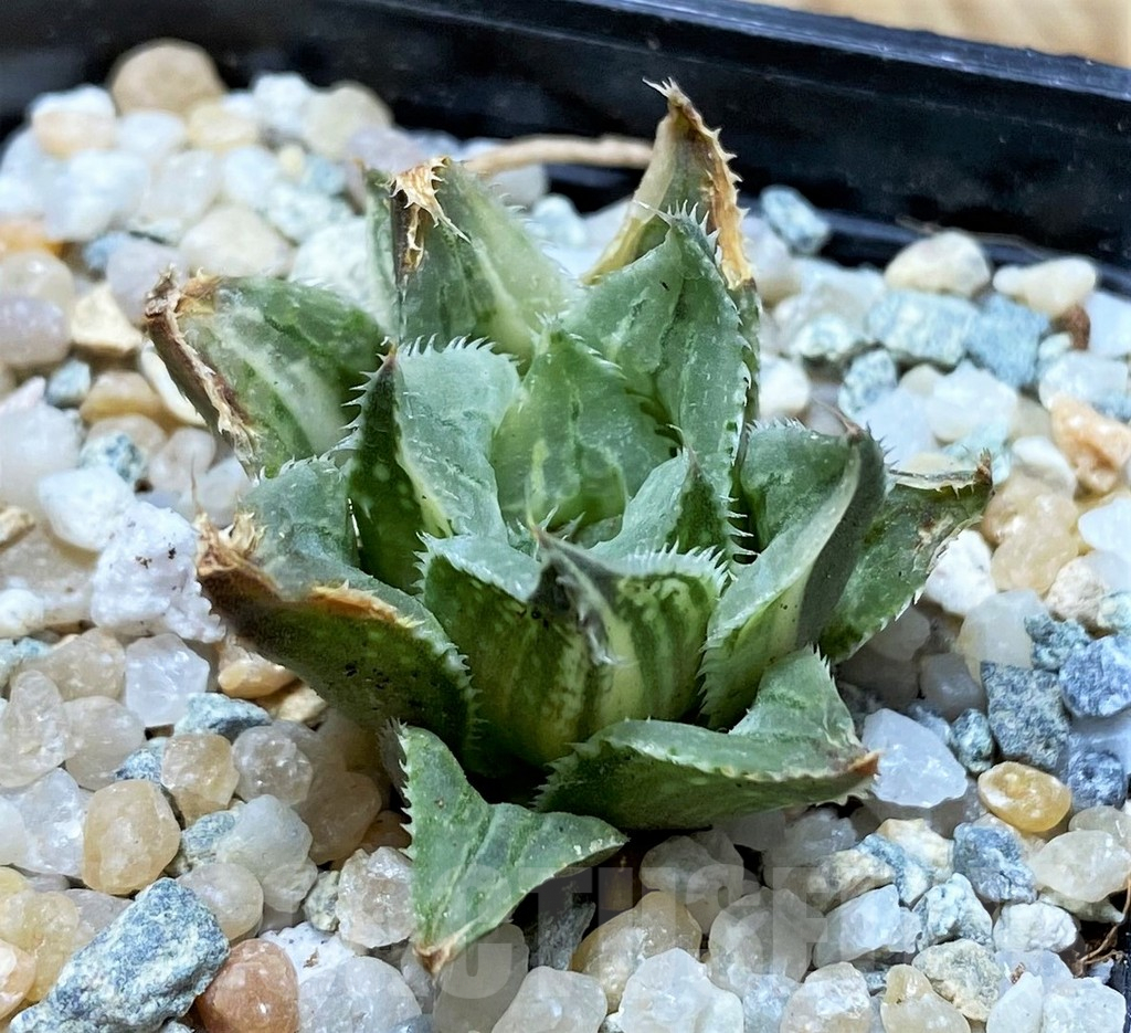 SH8955 Haworthia wimii hybrid f. variegata - Obrázek 2