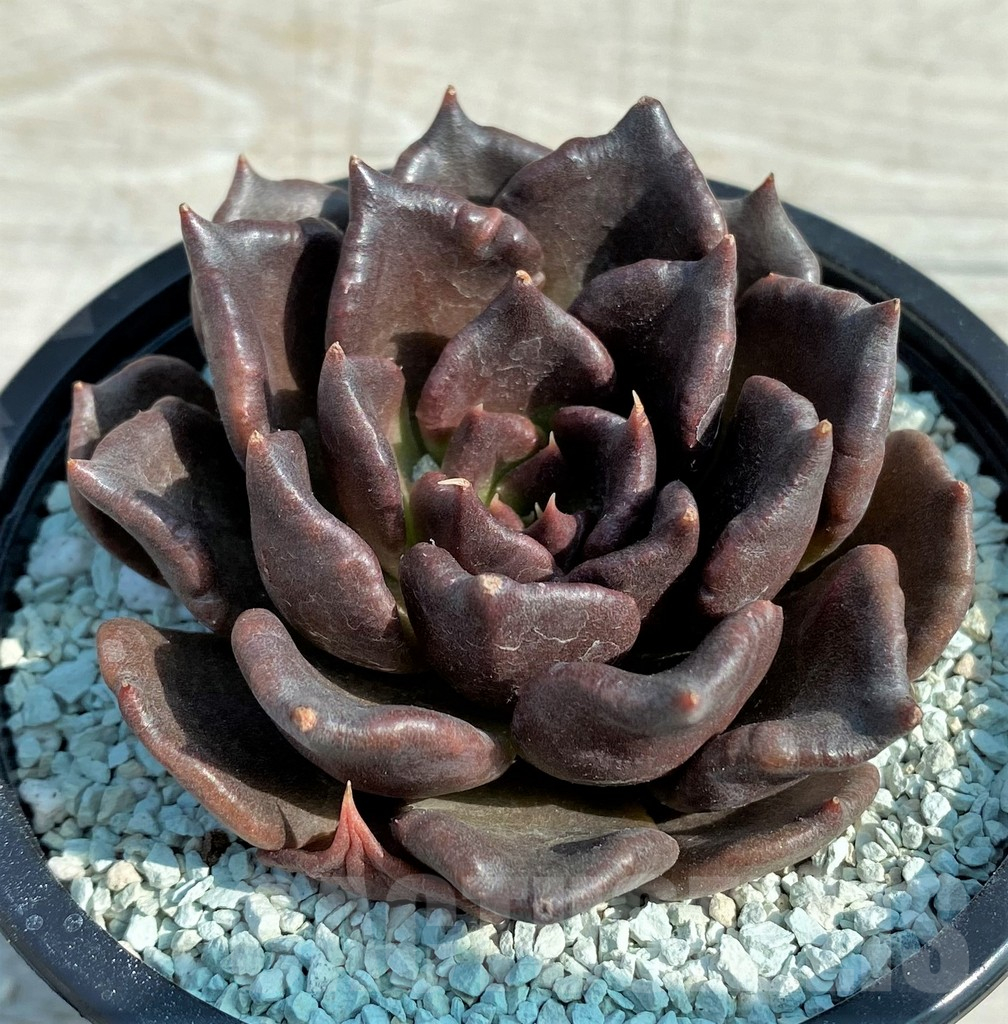 SH9010 Echeveria 'Super Bowl'
