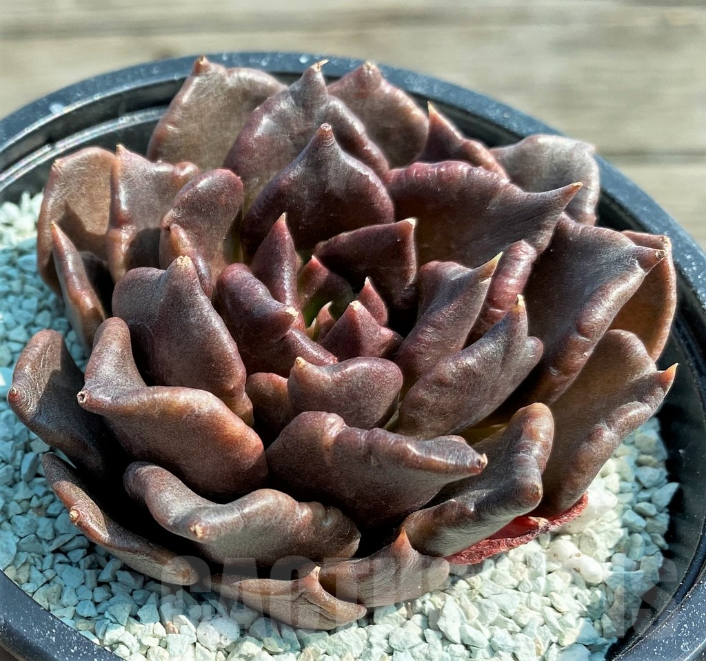 SH9011 Echeveria 'Super Bowl'