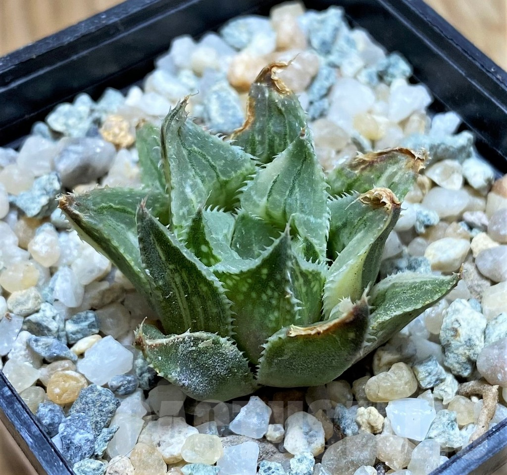 SH8955 Haworthia wimii hybrid f. variegata