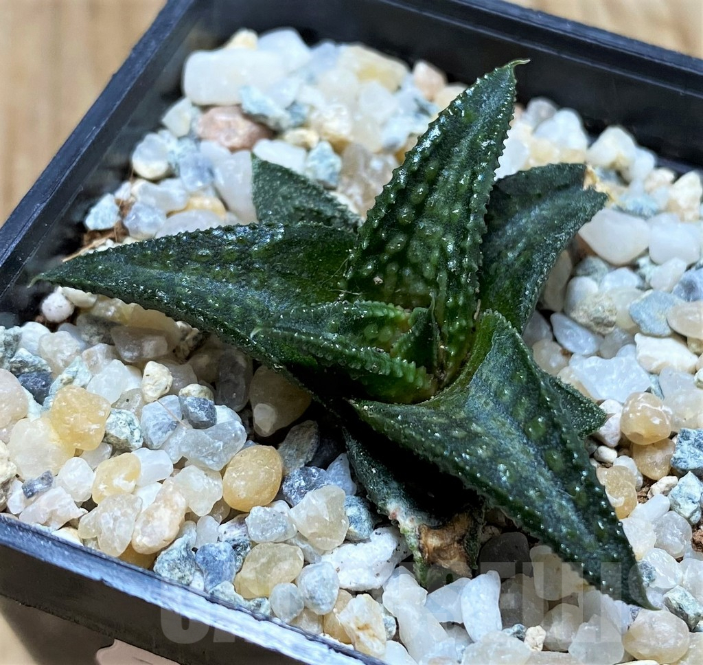 SH8957 Haworthia koelmaniorum 'Onigawara' - Image 2