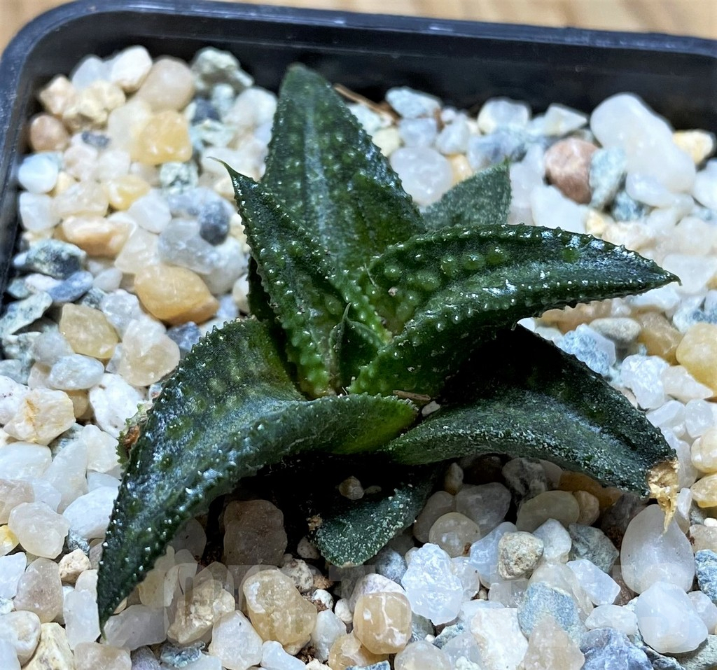 SH8957 Haworthia koelmaniorum 'Onigawara'