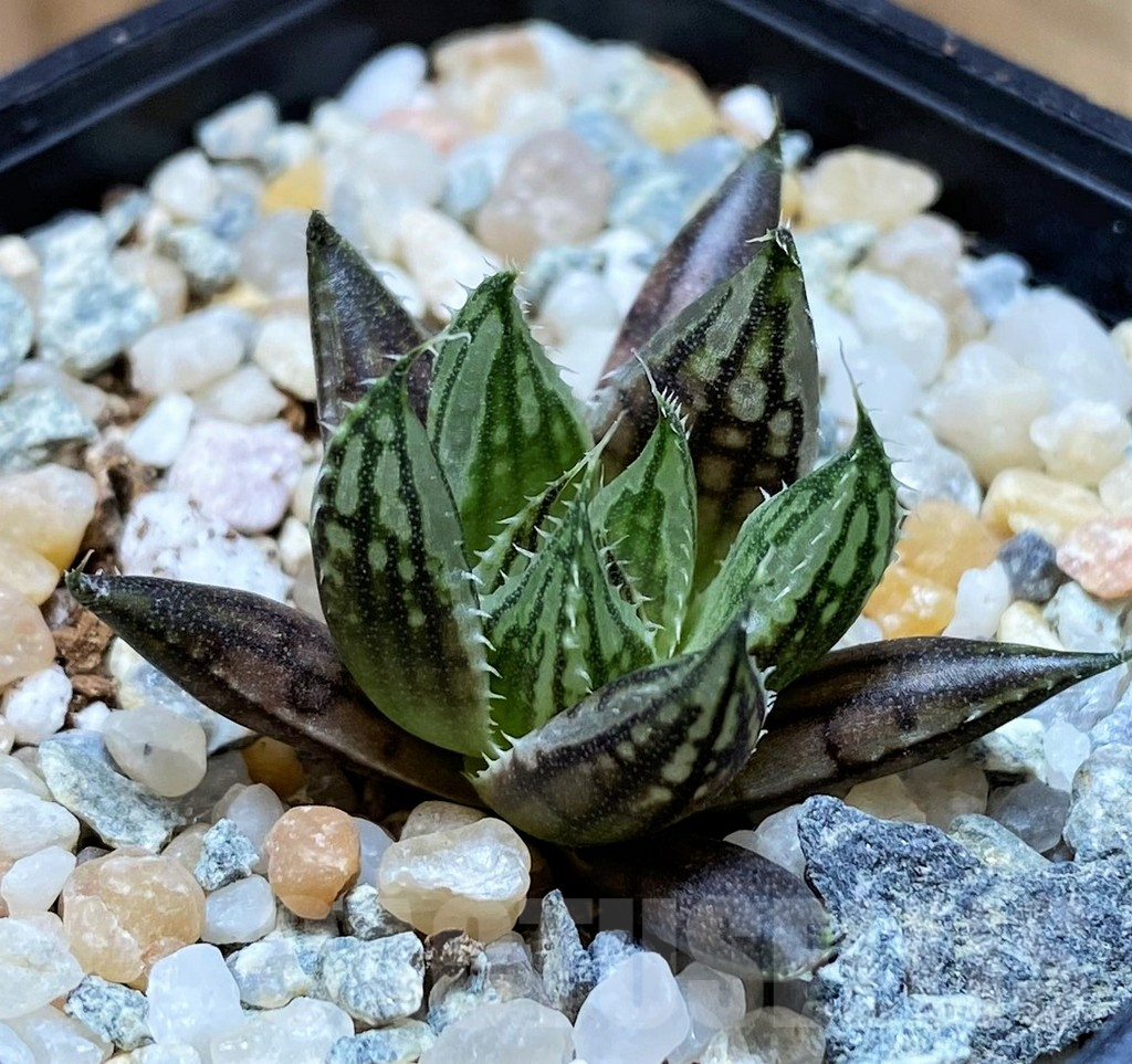 SH8960 Haworthia arachnoidea hybrid - Obrázek 2