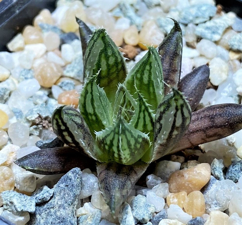 SH8960 Haworthia arachnoidea hybrid
