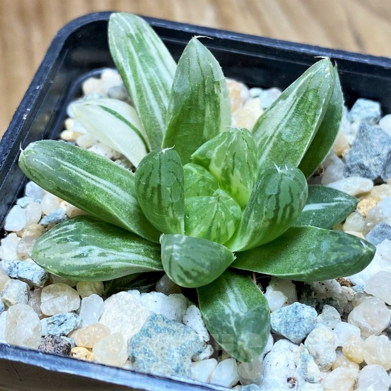 SH8964 Haworthia obtusa 'Marin' f. variegata