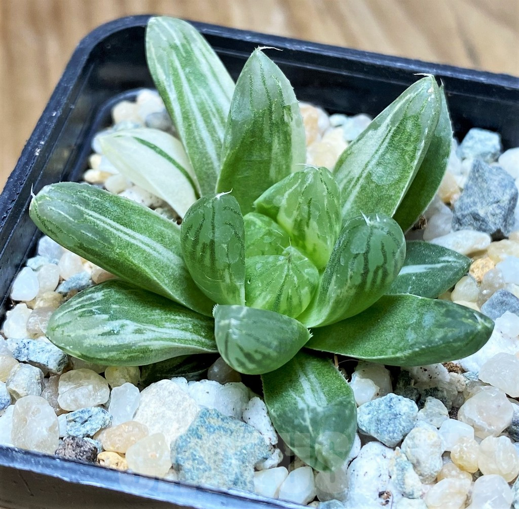SH8964 Haworthia obtusa 'Marin' f. variegata