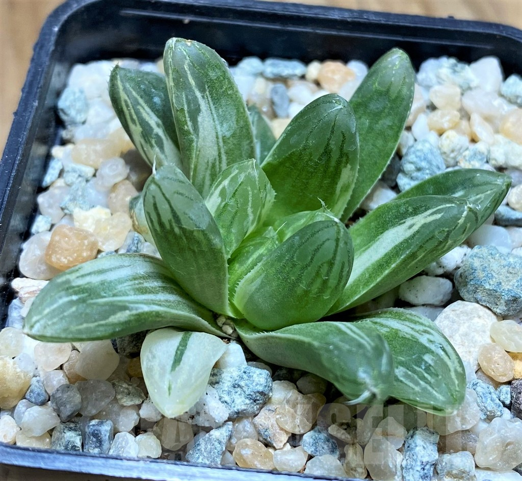 SH8964 Haworthia obtusa 'Marin' f. variegata - Image 3