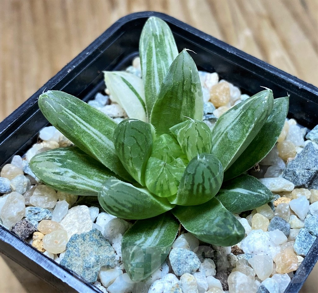 SH8964 Haworthia obtusa 'Marin' f. variegata - Image 2