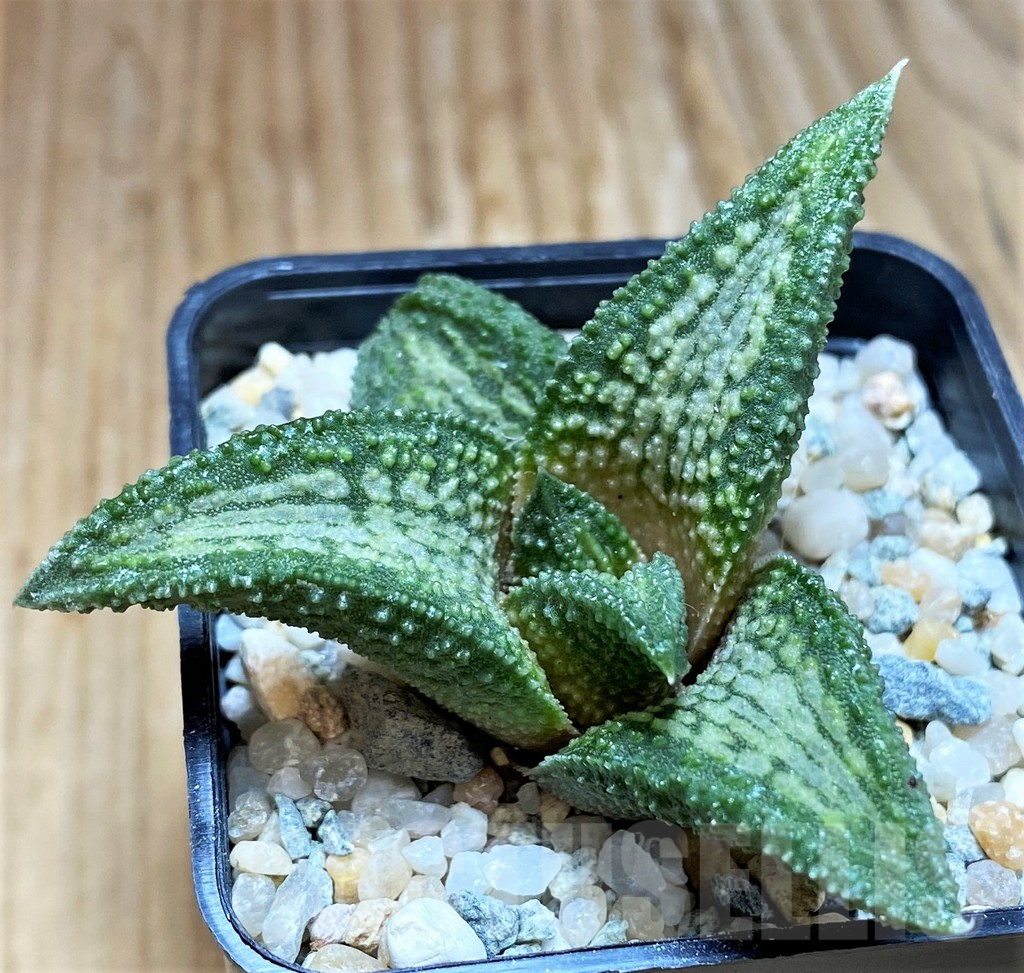 SH8965 Haworthia koelmaniorum 'Murasakikintai' - immagine 2