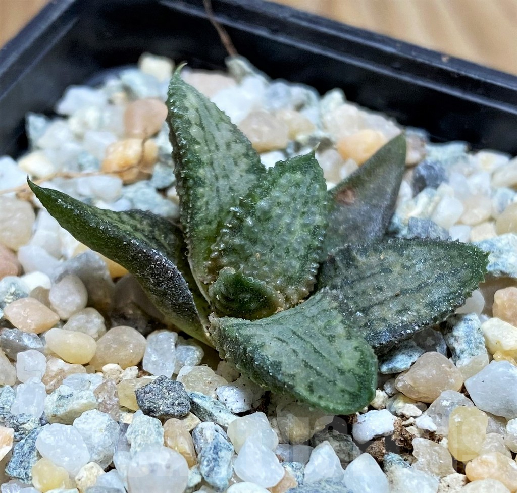 SH8951 Haworthia koelmaniorum 'Silver Tarantula' - Image 2