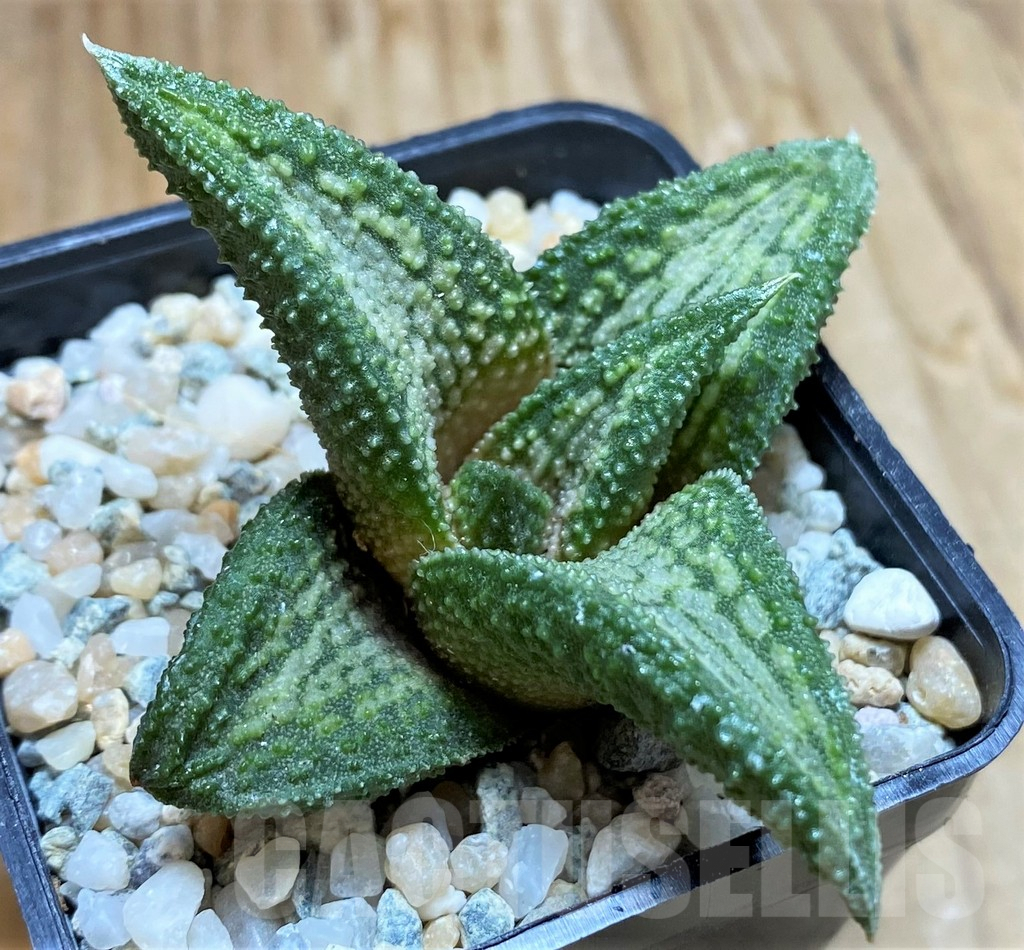 SH8965 Haworthia koelmaniorum 'Murasakikintai'