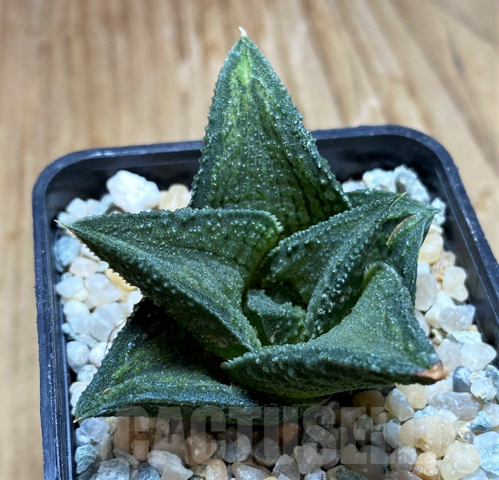 SH8966 Haworthia koelmaniorum T3 PHCX-DA1T