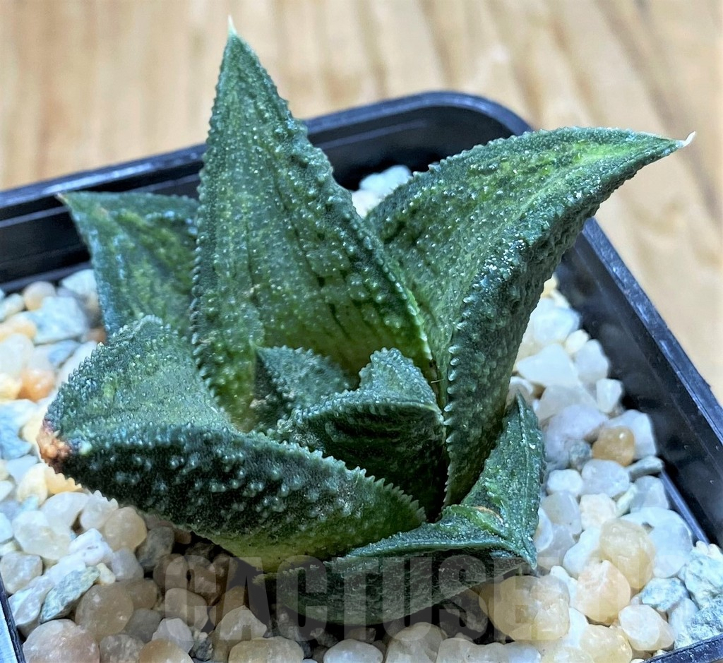 SH8966 Haworthia koelmaniorum T3 PHCX-DA1T - Image 2