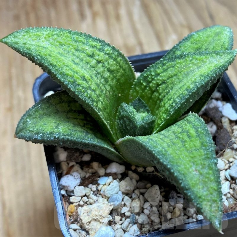 SH8963 Haworthia koelmaniorum T1 PHCX-DA1W