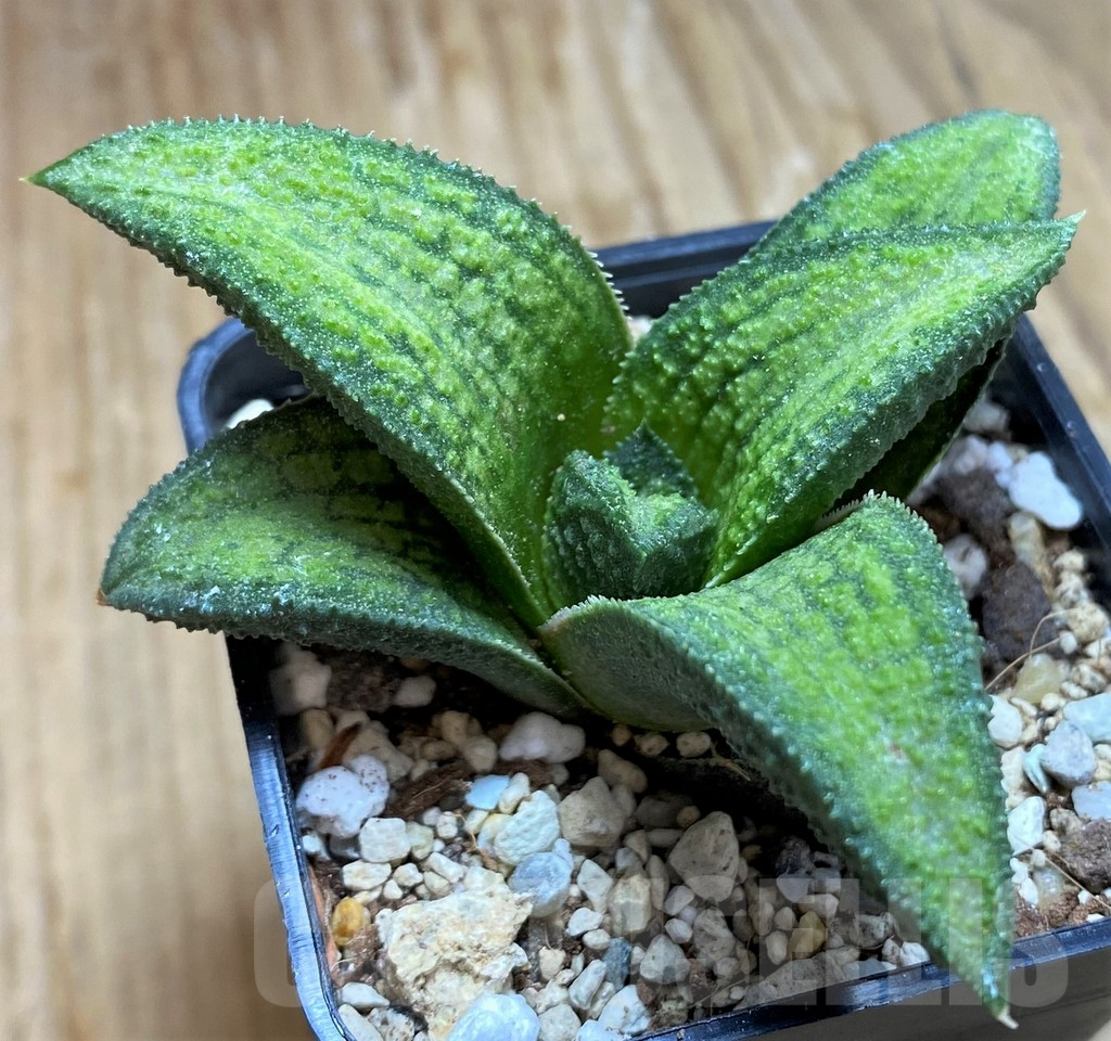 SH8963 Haworthia koelmaniorum T1 PHCX-DA1W