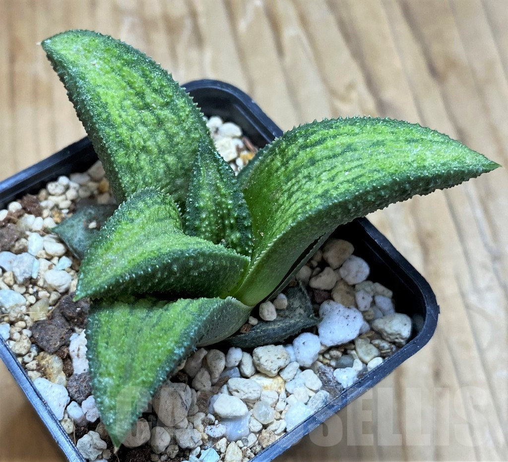 SH8963 Haworthia koelmaniorum T1 PHCX-DA1W - immagine 2
