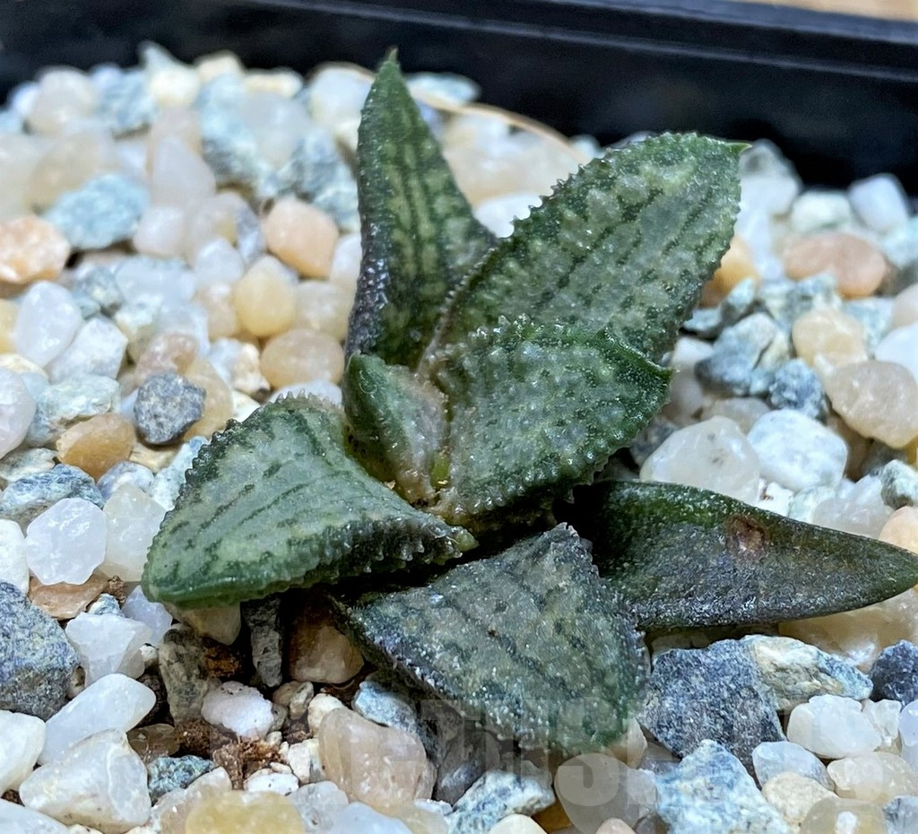 SH8951 Haworthia koelmaniorum 'Silver Tarantula'