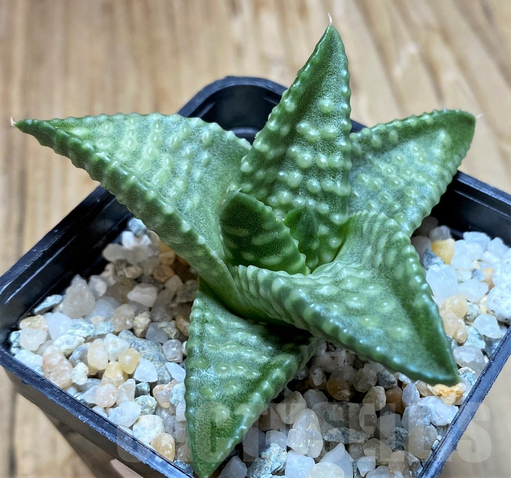 SH8969 Haworthia koelmaniorum 'Daiginga'
