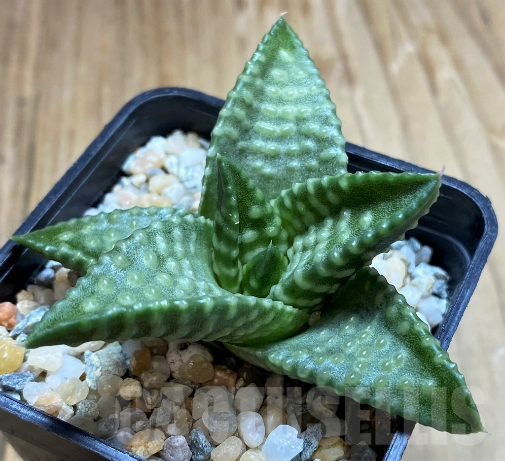 SH8969 Haworthia koelmaniorum 'Daiginga' - Image 2