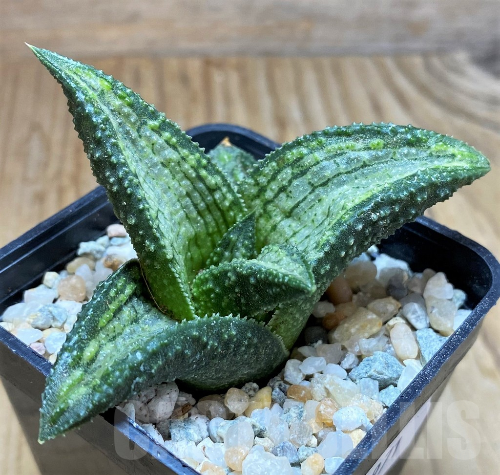 SH8971 Haworthia koelmaniorum 'Reiko' - immagine 2
