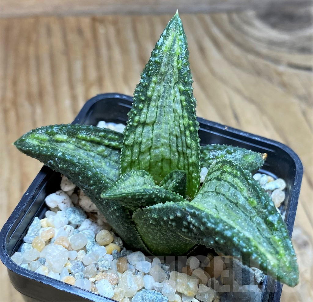 SH8971 Haworthia koelmaniorum 'Reiko'
