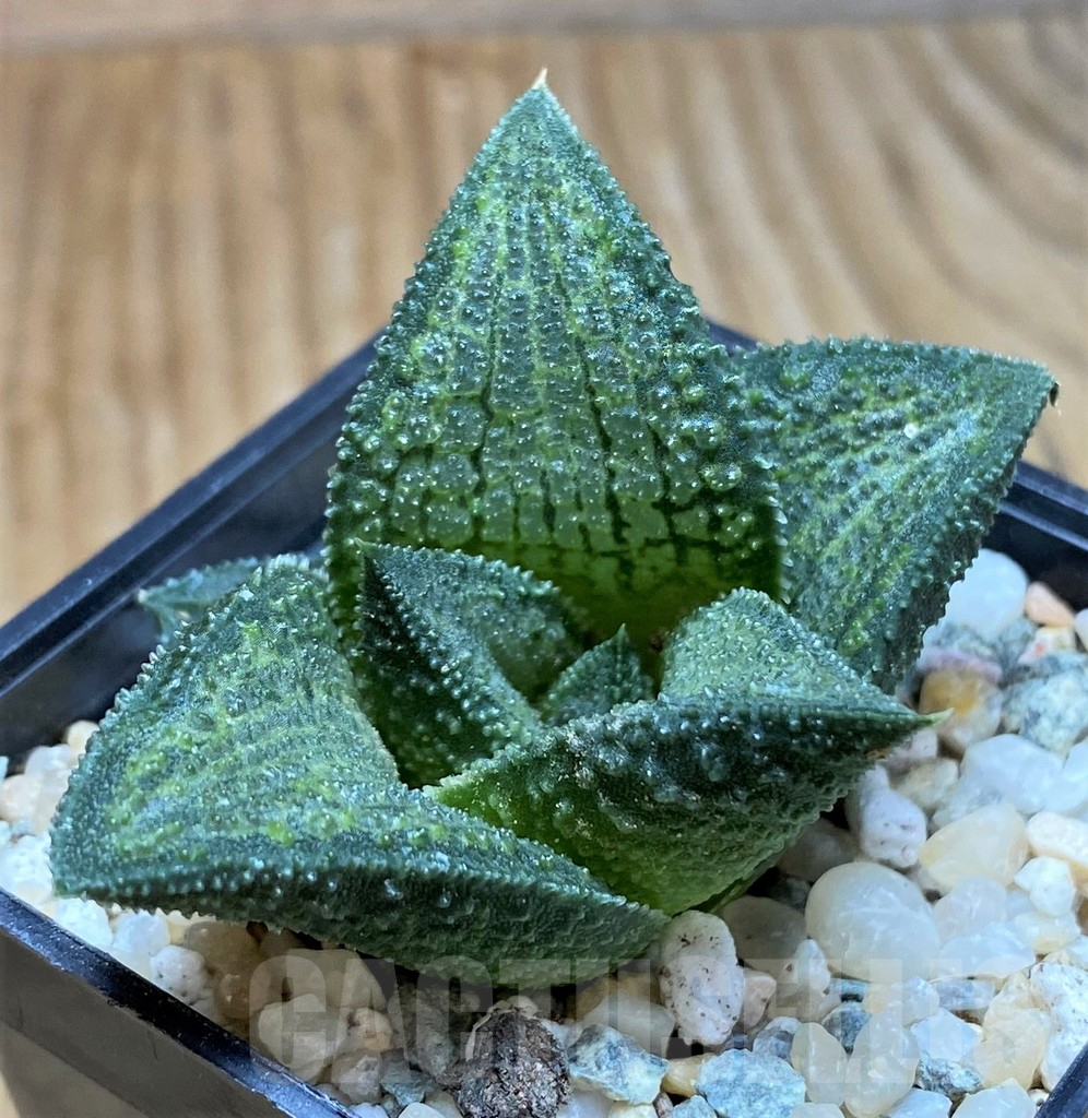 SH8973 Haworthia koelmaniorum T3 PHCX-DA1T