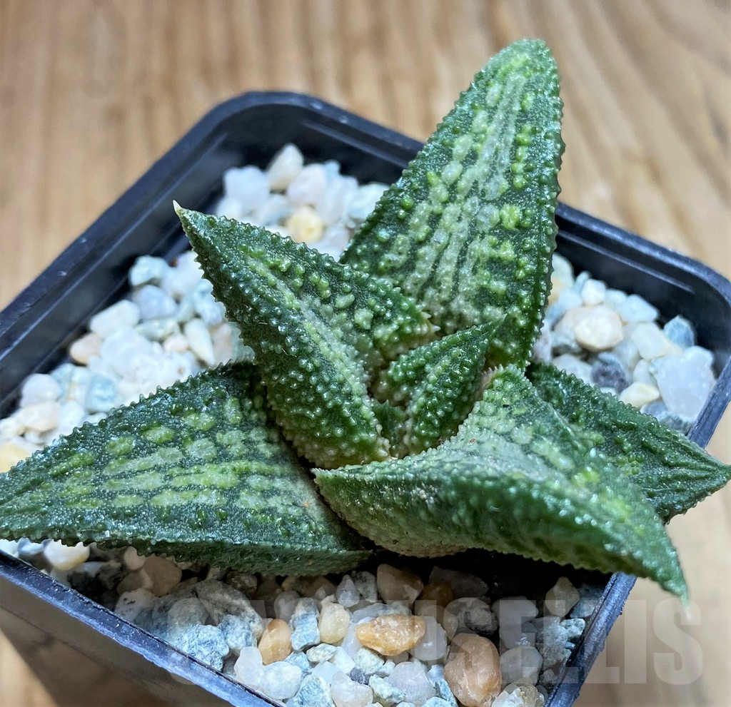 SH8974 Haworthia koelmaniorum ‘Murasakikintai’