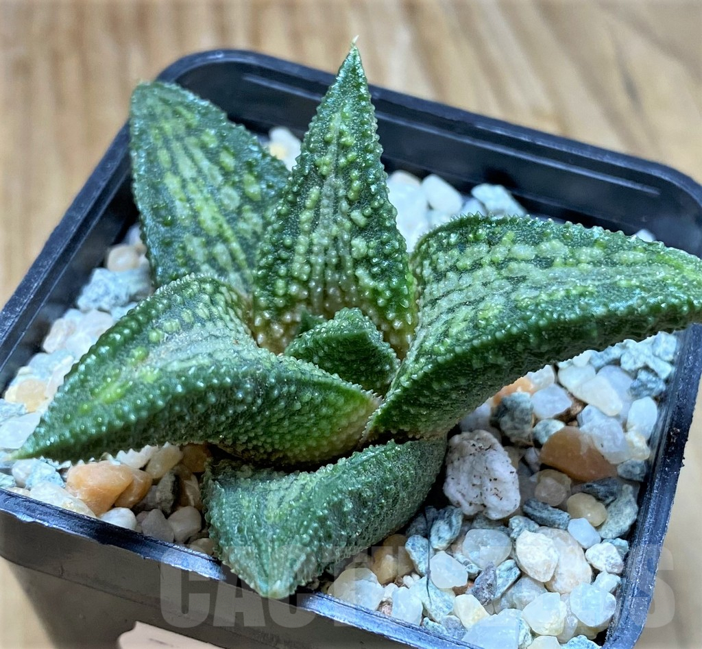 SH8974 Haworthia koelmaniorum ‘Murasakikintai’ - Image 2