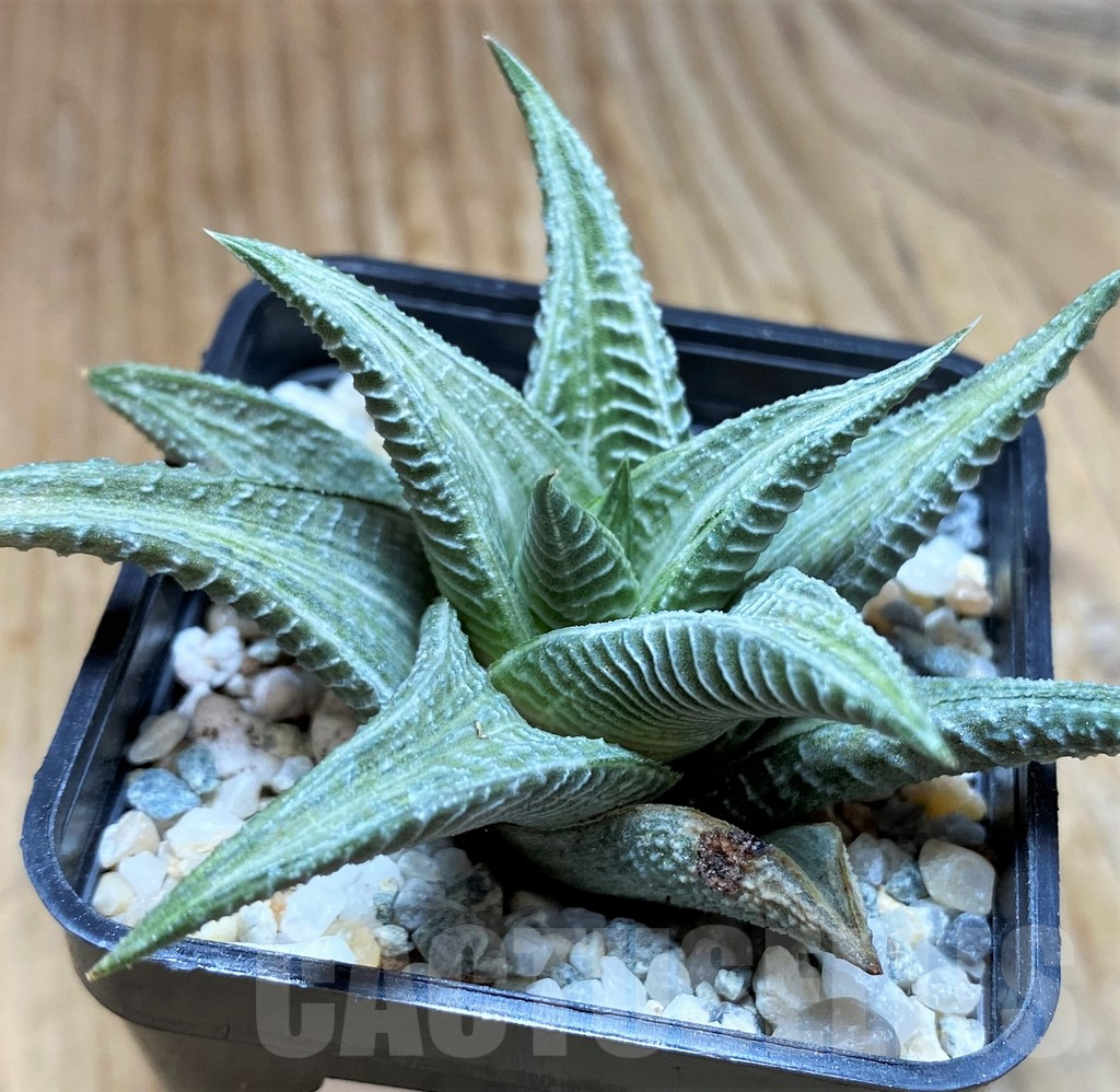 SH8975 Haworthia limifolia ’Sekkanjou’ HKF-6 white variegata