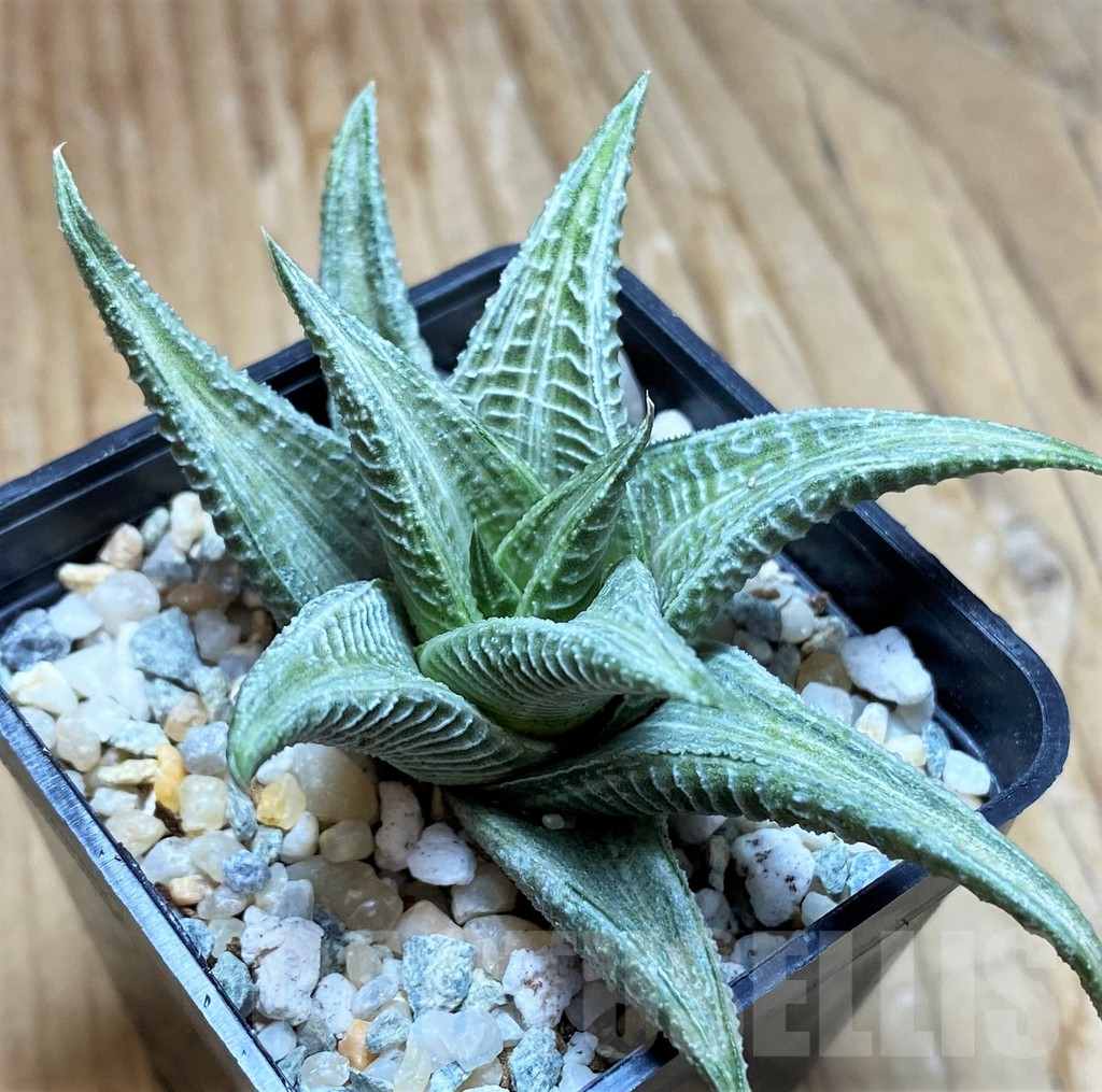 SH8975 Haworthia limifolia ’Sekkanjou’ HKF-6 white variegata - Image 2