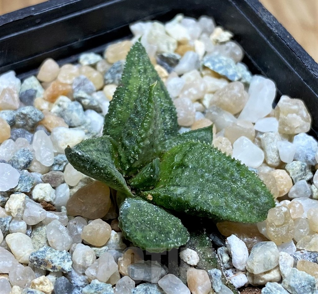 SH8952 Haworthia koelmaniorum 'Silver Tarantula' - Image 2
