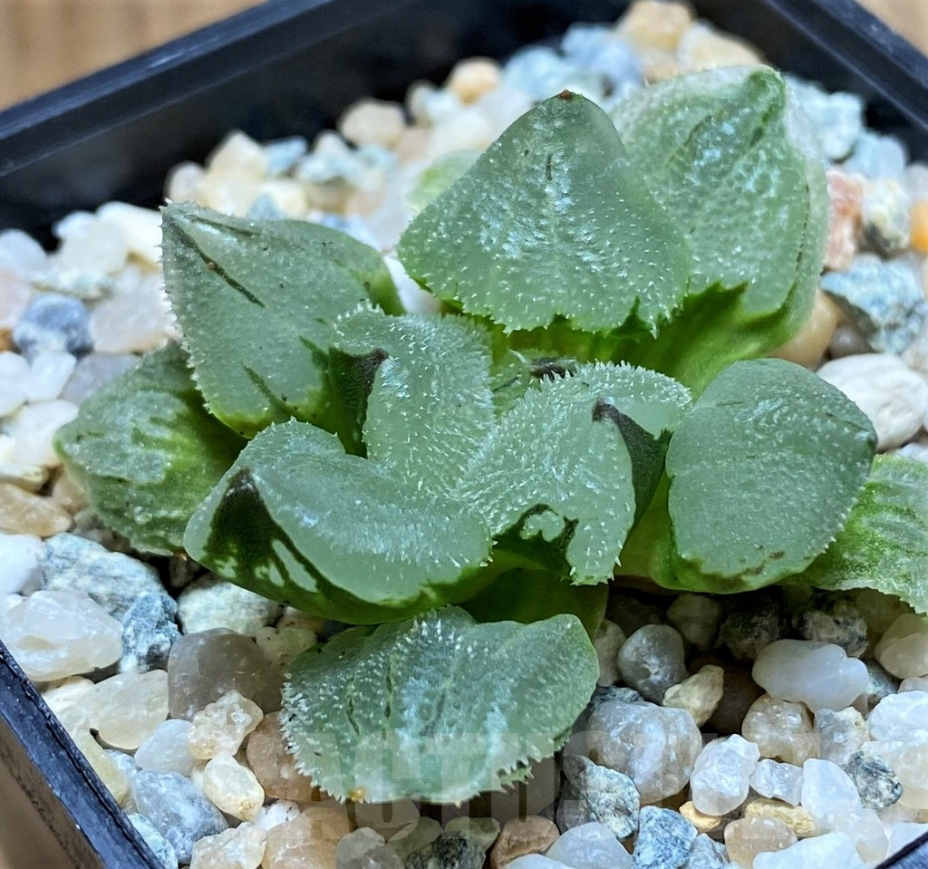 SH8976 Haworthia pygmaea 'Ice City Mutant'