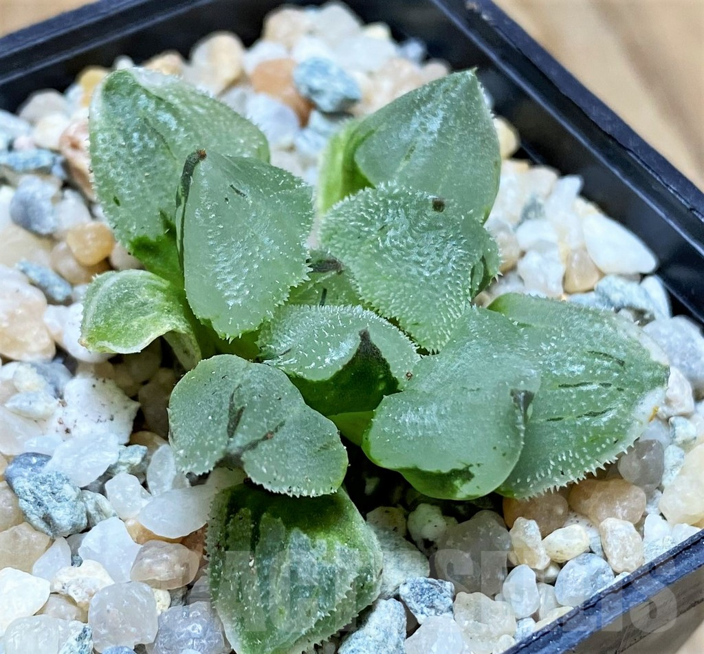 SH8976 Haworthia pygmaea 'Ice City Mutant' - Image 2