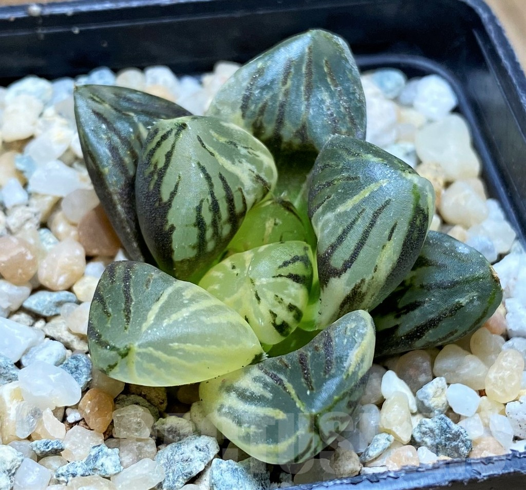 SH8979 Haworthia 'Red Flame' f. variegata