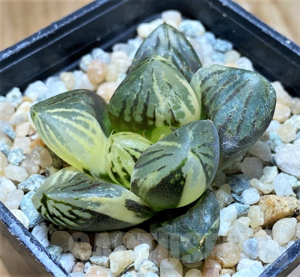 SH8979 Haworthia 'Red Flame' f. variegata - Image 2