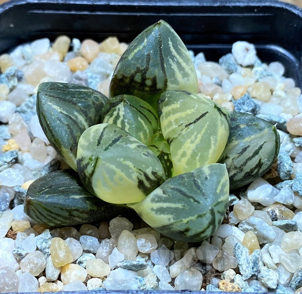 SH8980 Haworthia 'Red Flame' f. variegata - 画像 (2)