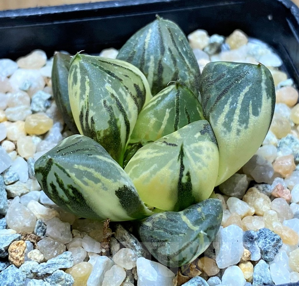SH8980 Haworthia 'Red Flame' f. variegata