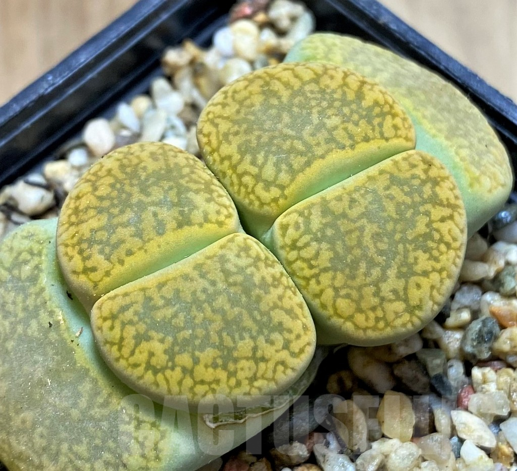 SH9125 Lithops aucampiae 'Jackson's Jade'