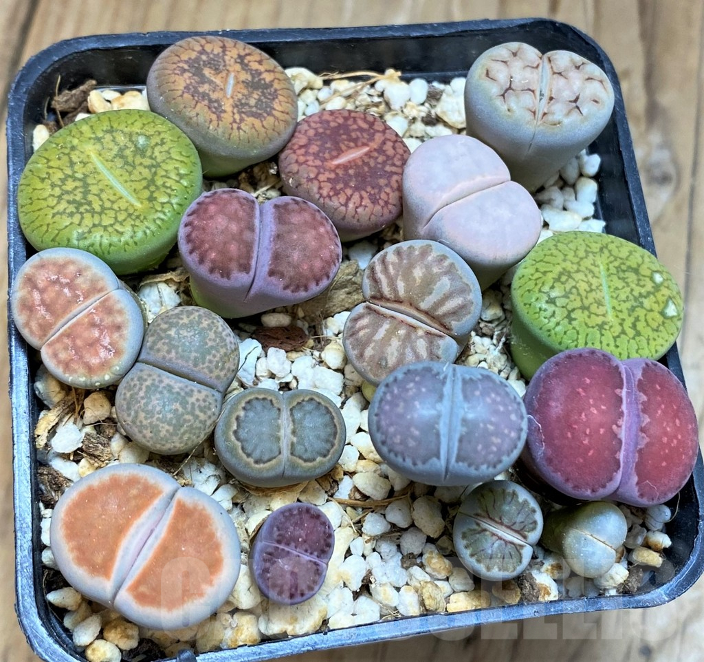 SH9126 Lithops mix