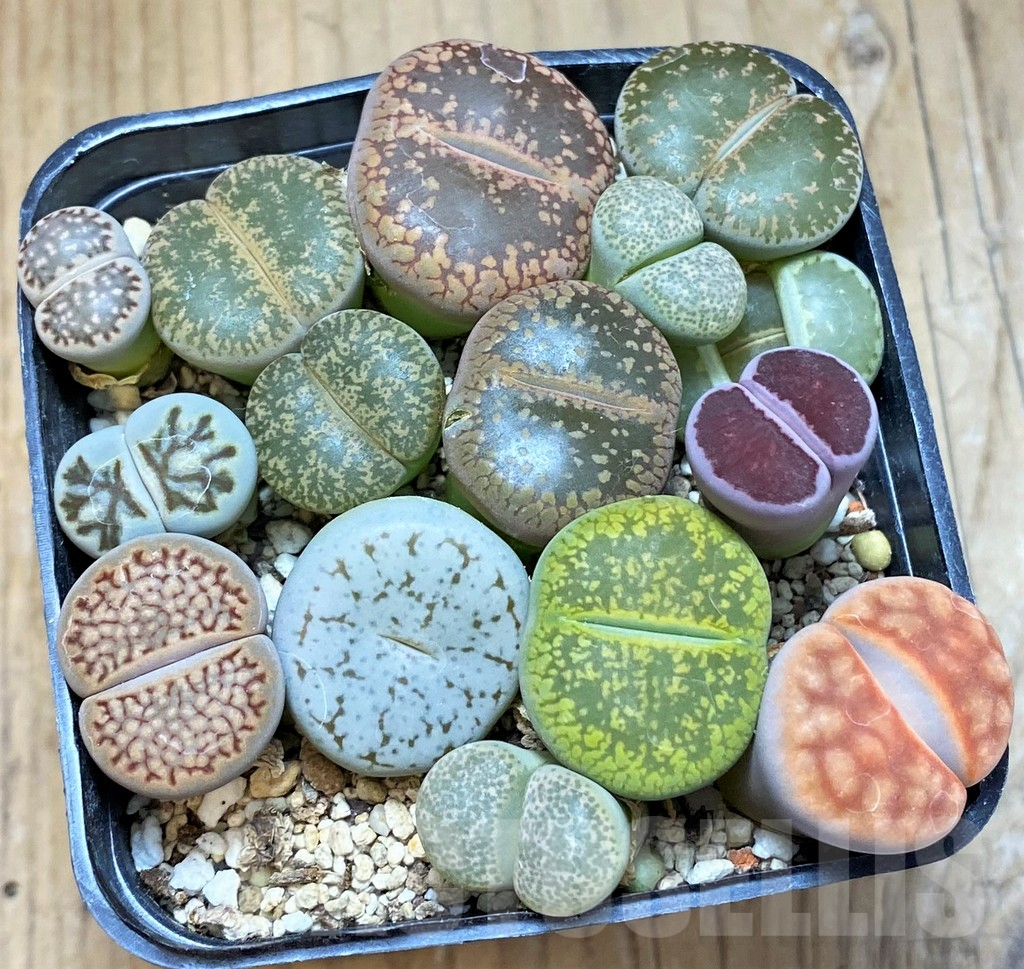 SH9127 Lithops mix