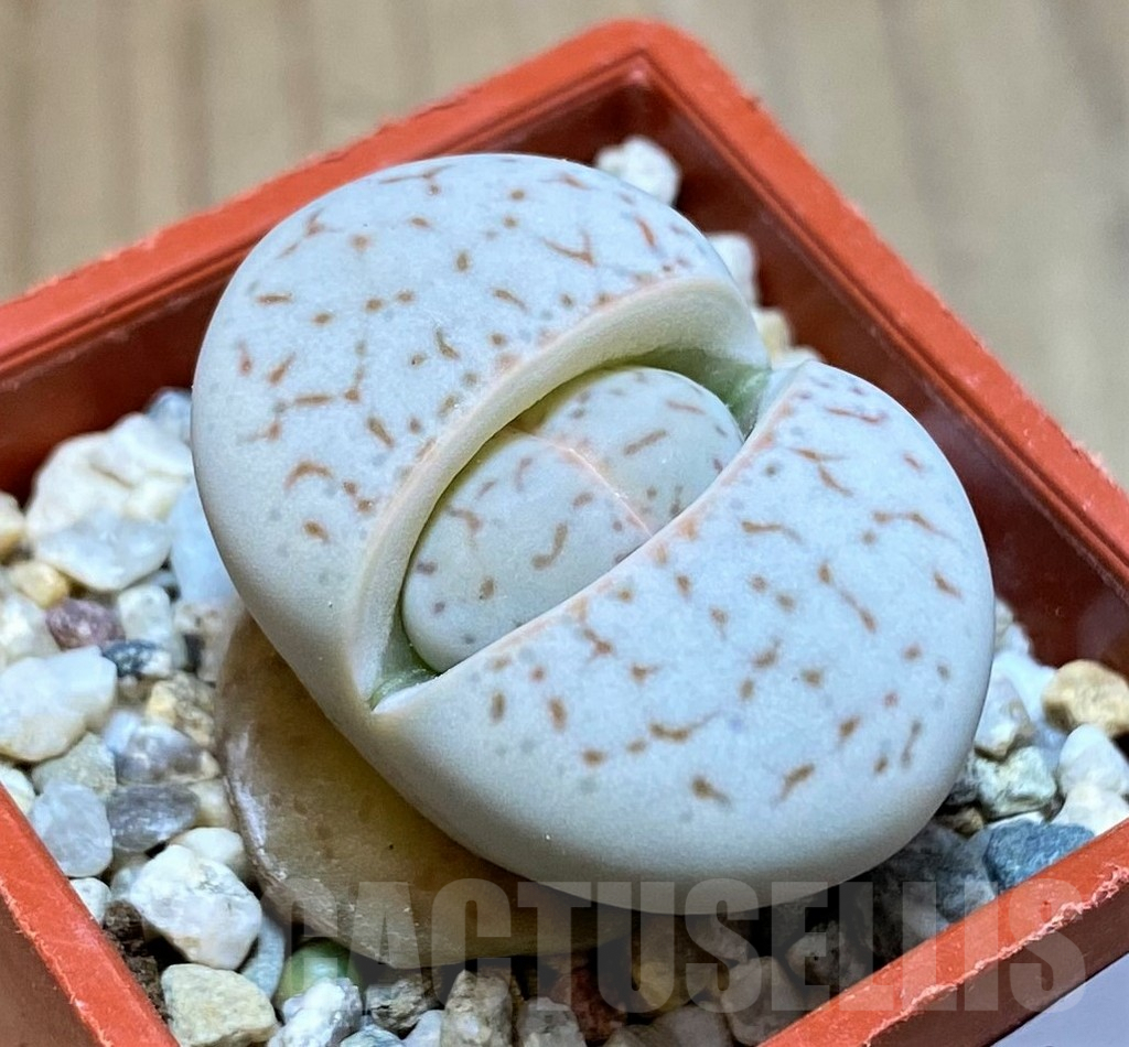 SH9128 Dinteranthus vanzylii