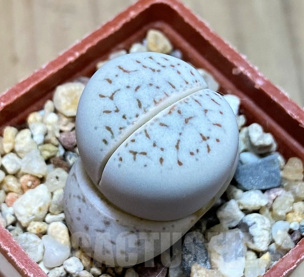 SH9129 Dinteranthus vanzylii