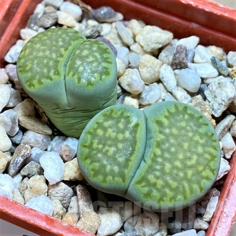 SH9079 Lithops julii ‘Fuller Green’