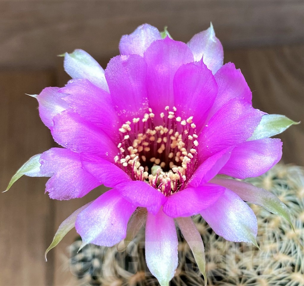 SH9130 Lobivia arachnacantha v. subterranea